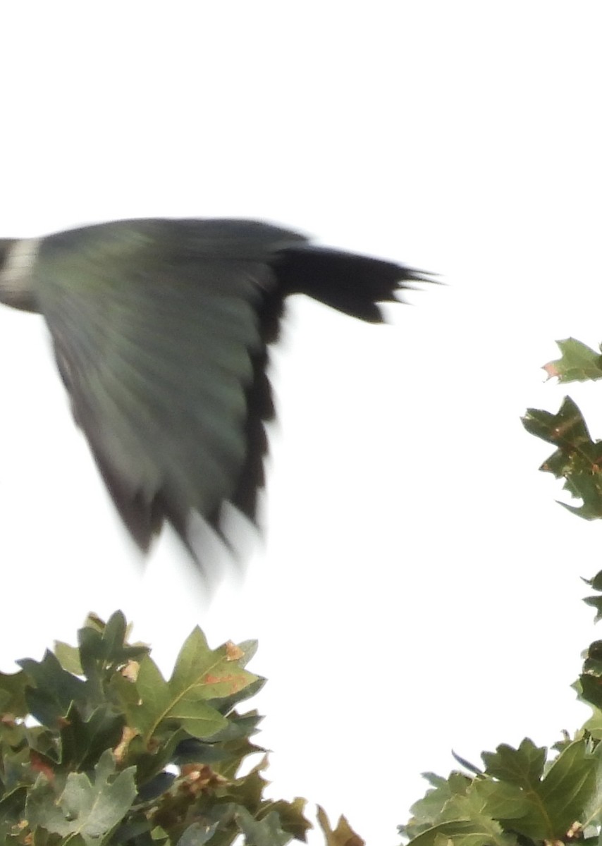 Lewis's Woodpecker - ML641883143
