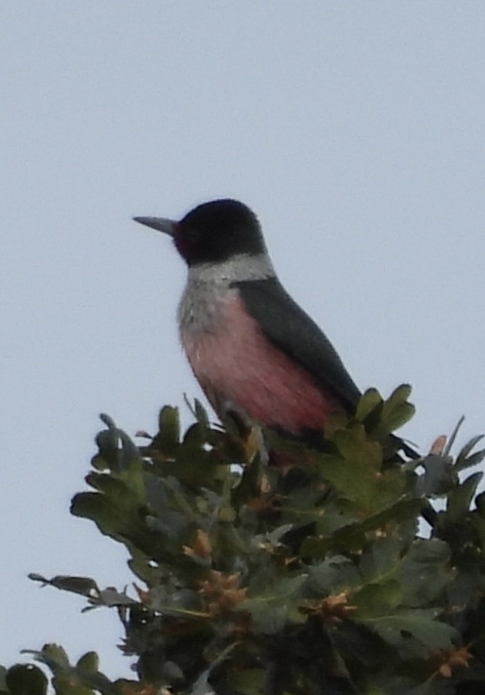 Lewis's Woodpecker - ML641883144