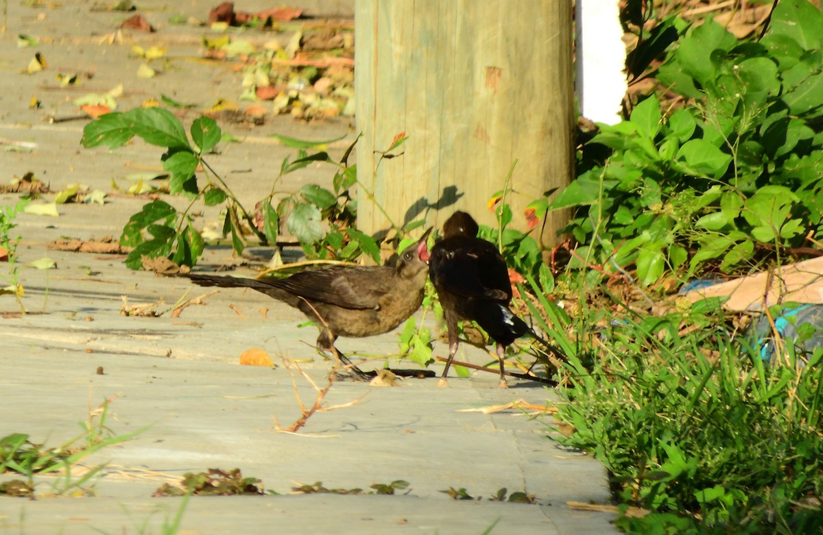 Great-tailed Grackle - ML641883182