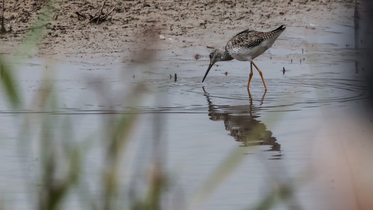 Greater Yellowlegs - ML641883194