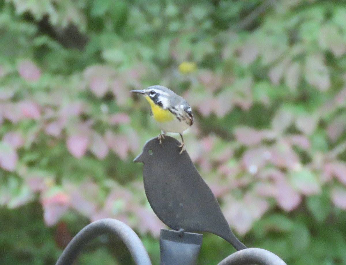 Yellow-throated Warbler - ML641883205