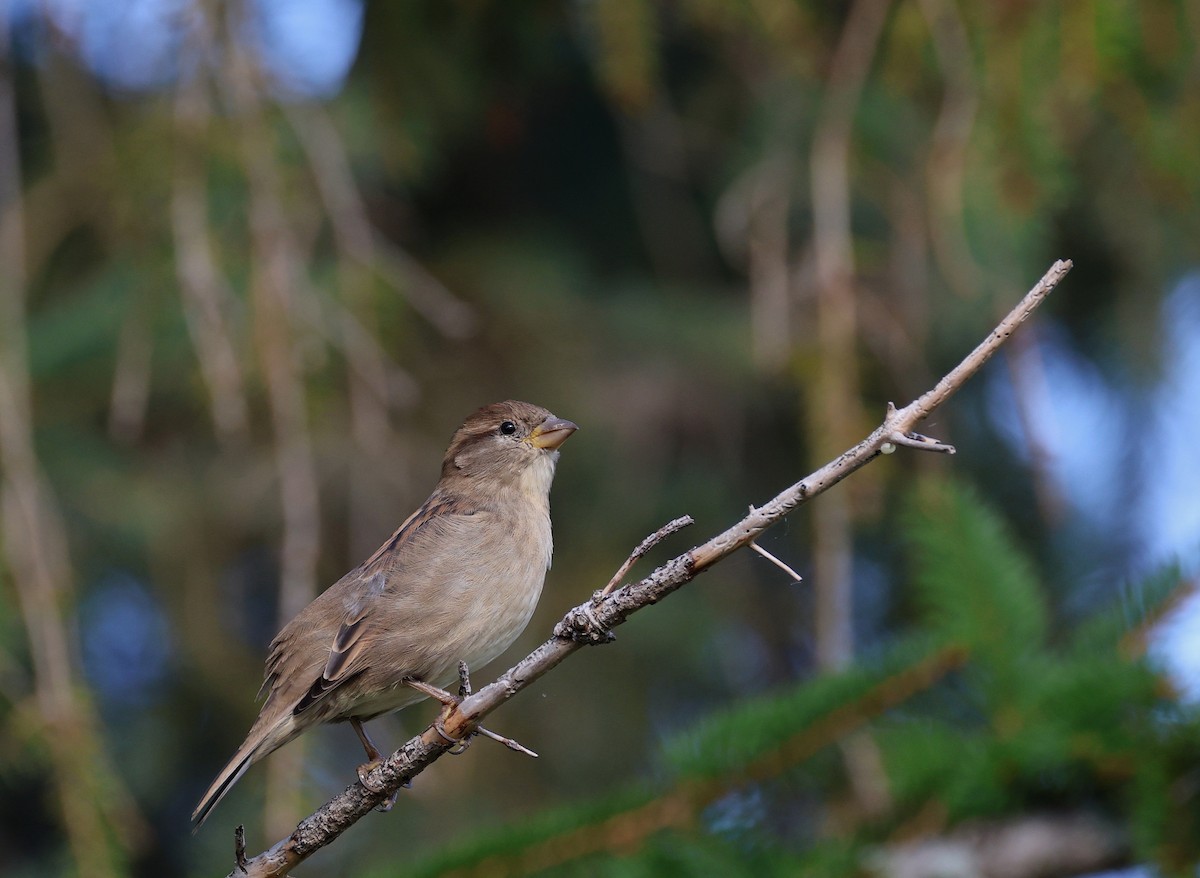 House Sparrow - ML641883210