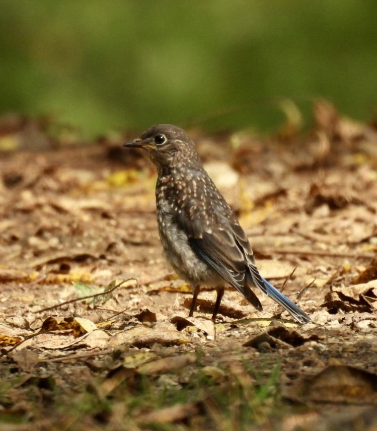 Eastern Bluebird - ML641883211
