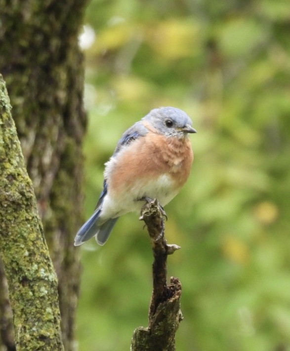 Eastern Bluebird - ML641883212