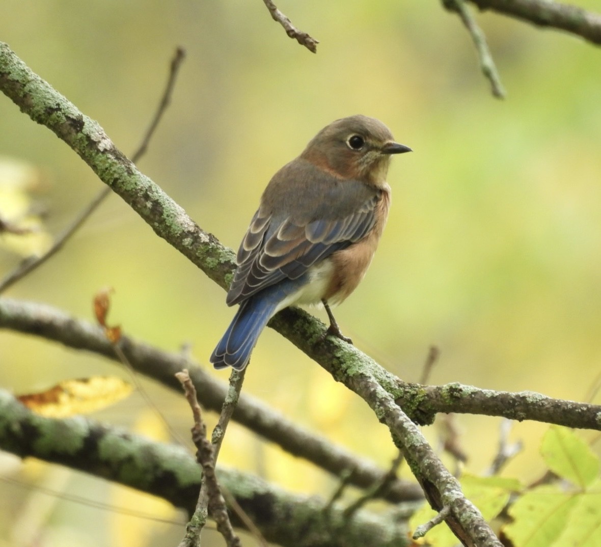 Eastern Bluebird - ML641883213