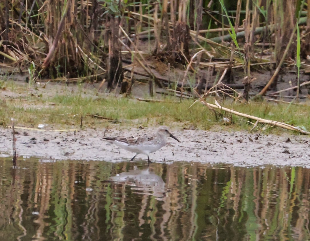 White-rumped Sandpiper - ML641883270