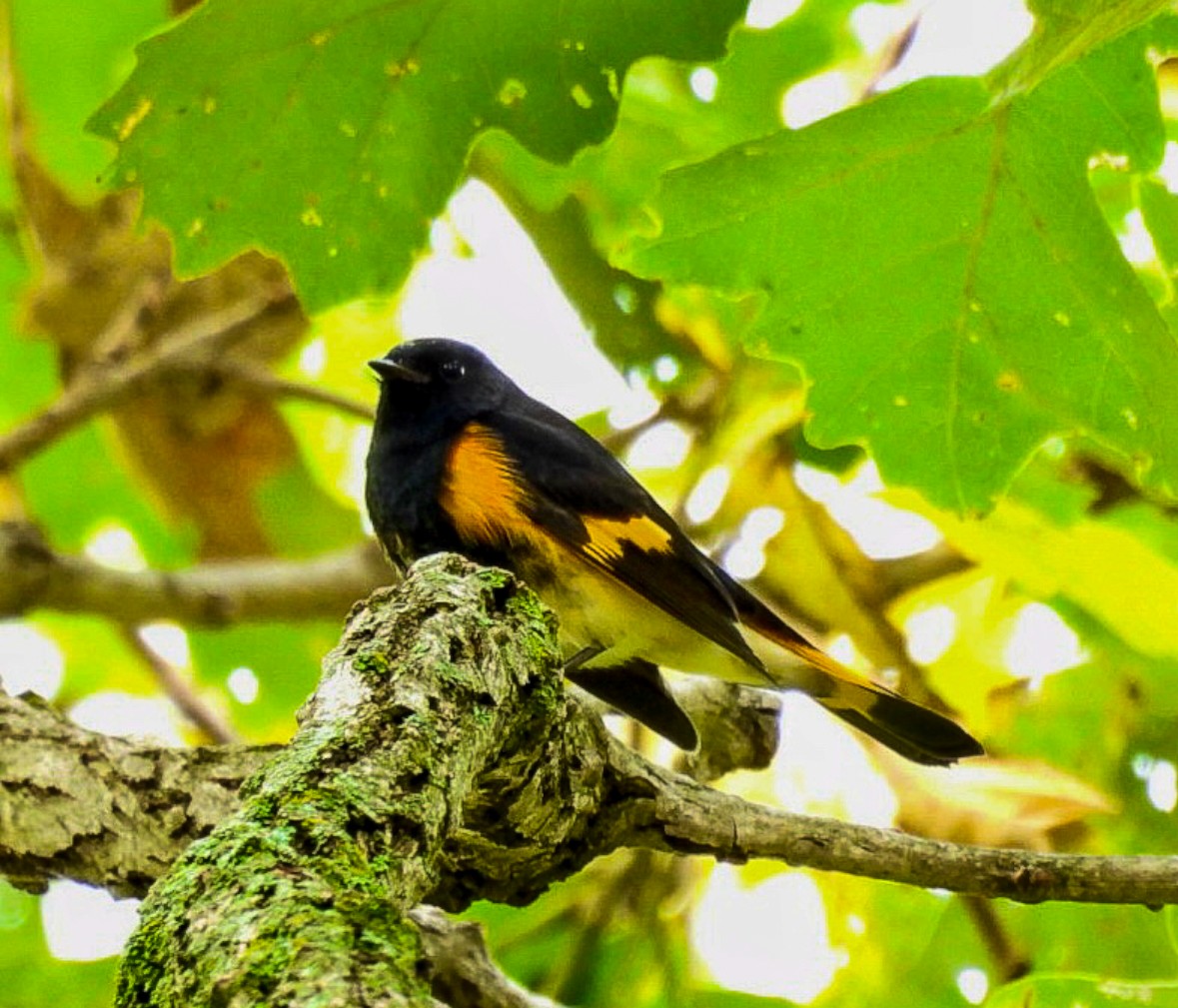American Redstart - ML641883273