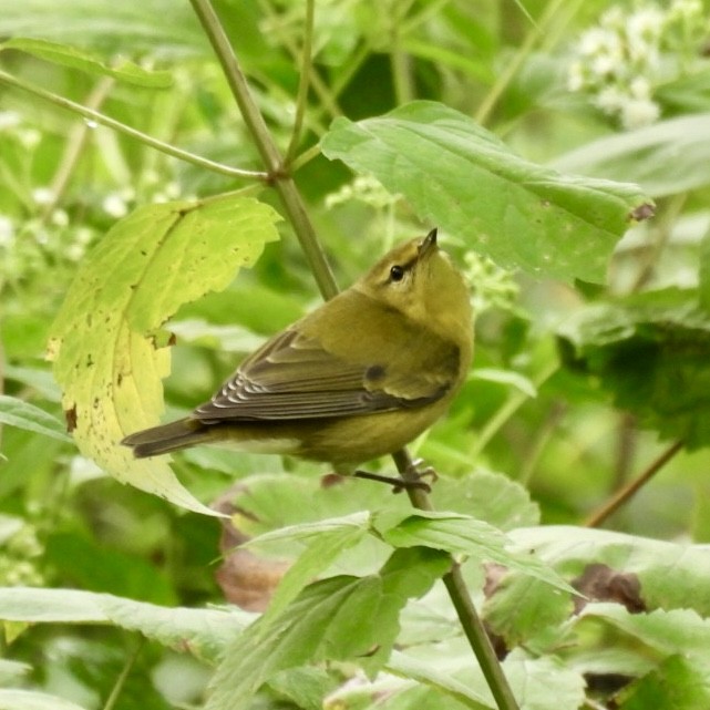 Tennessee Warbler - ML641883305