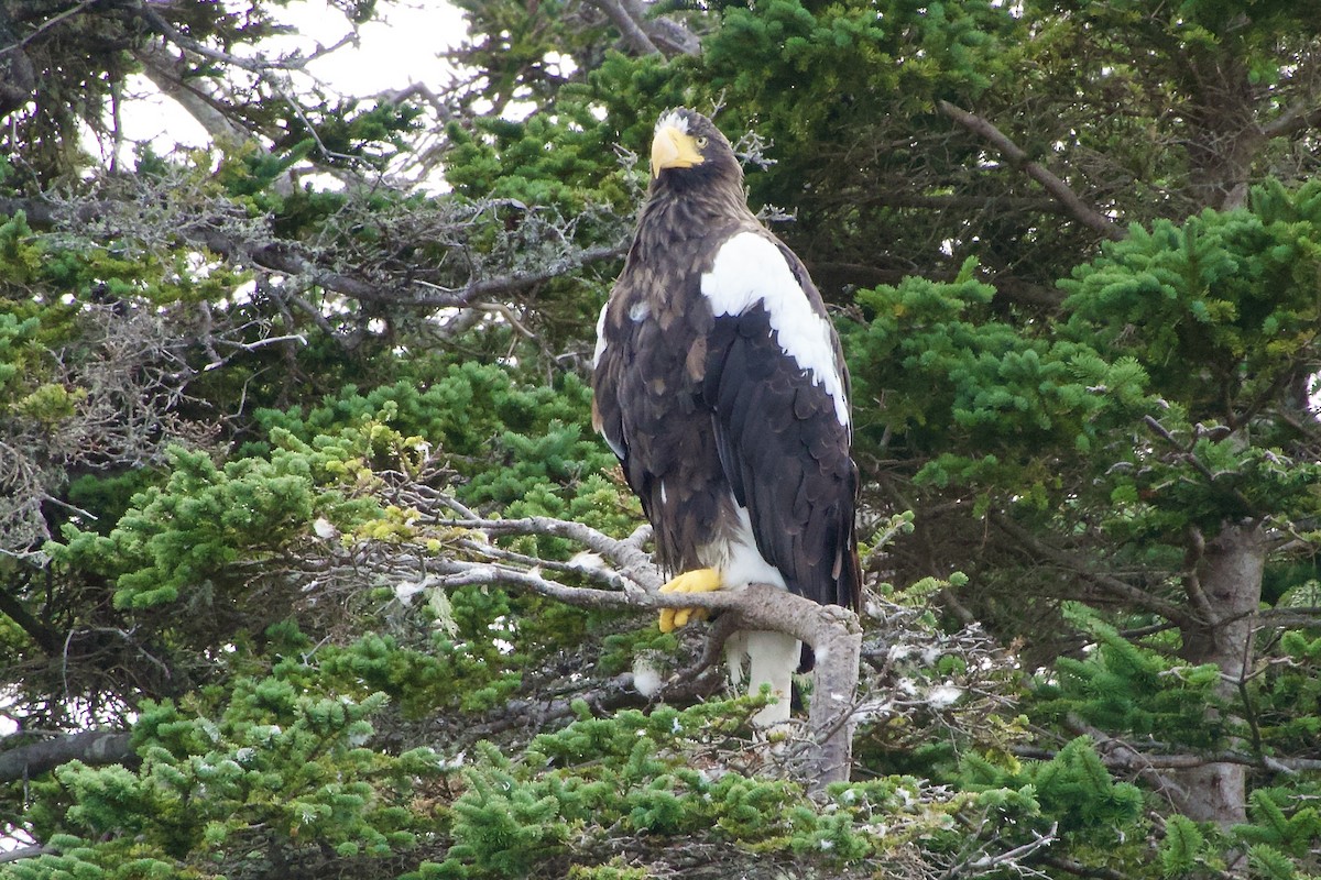 Steller's Sea-Eagle - ML641883310