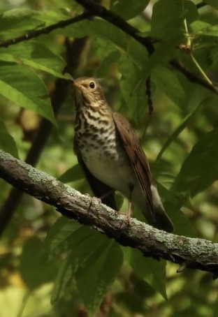Swainson's Thrush - ML641883343