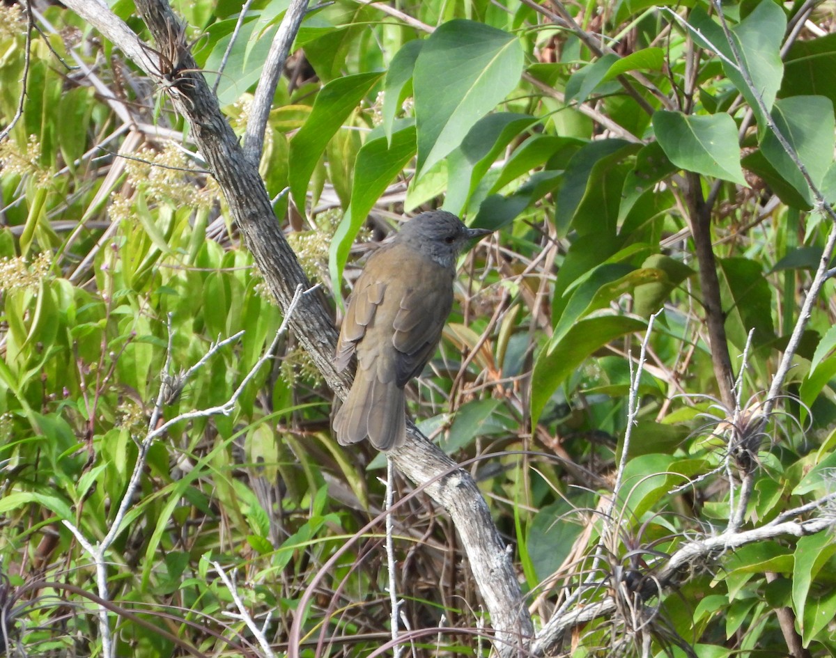 Pale-breasted Thrush - ML641883345