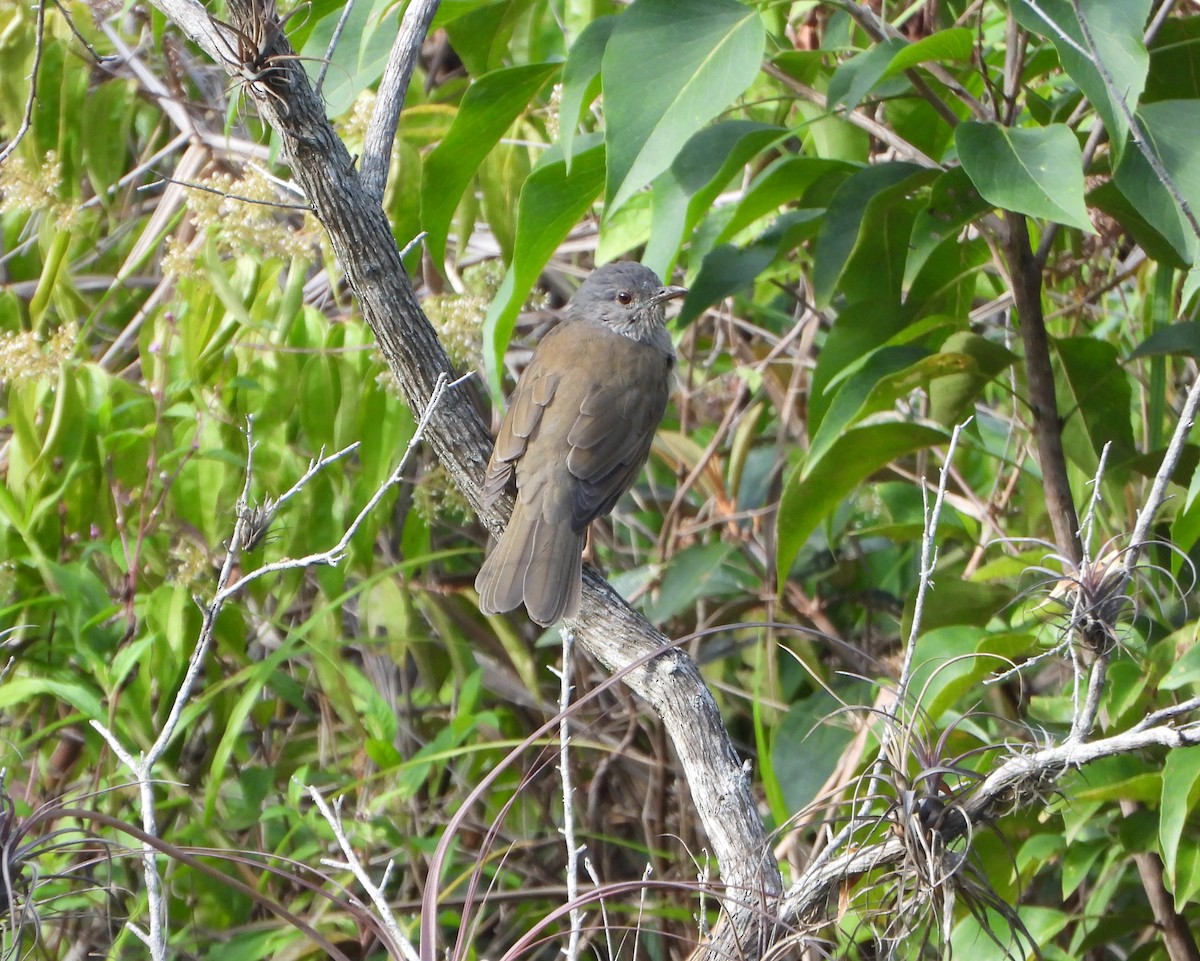 Pale-breasted Thrush - ML641883346