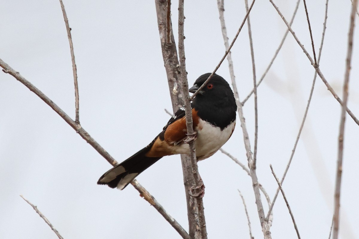 Spotted Towhee - ML641883352