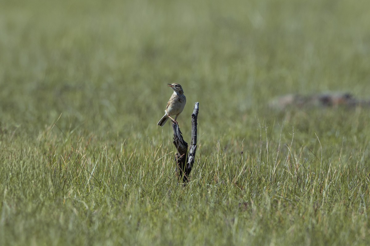 Australian Pipit - ML641883356