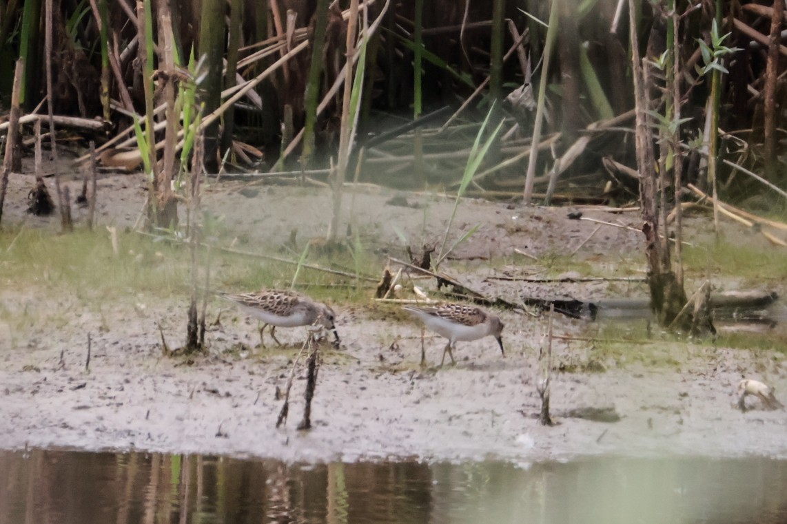 Least Sandpiper - ML641883366