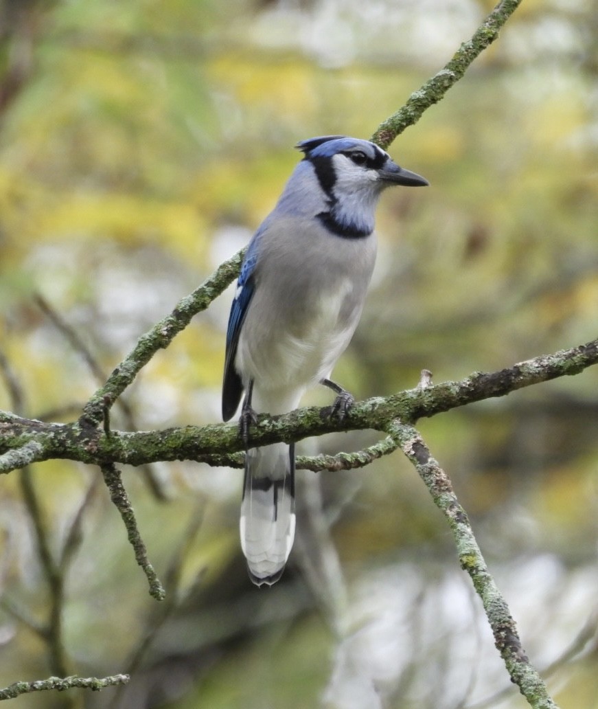 Blue Jay - ML641883370