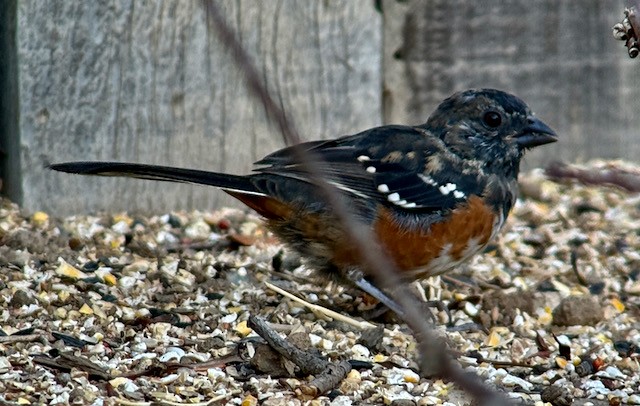 Spotted Towhee - ML641883378