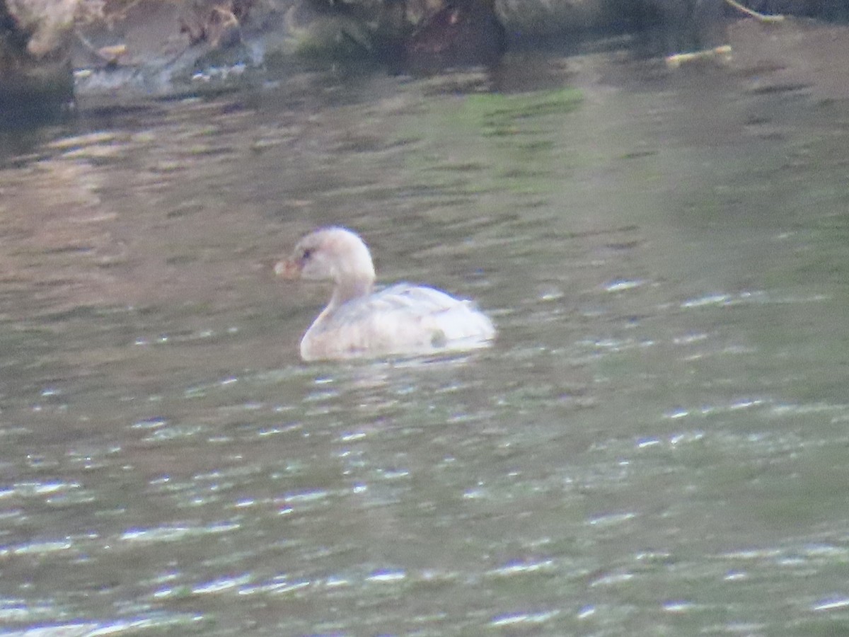 Pied-billed Grebe - ML641883380