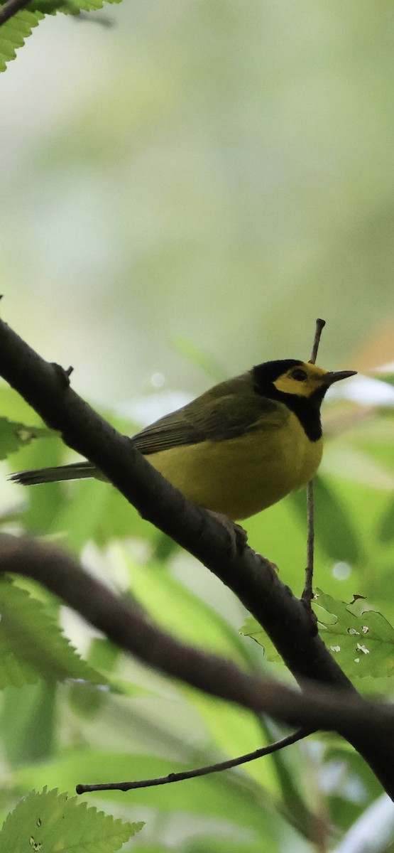 Hooded Warbler - ML641883388