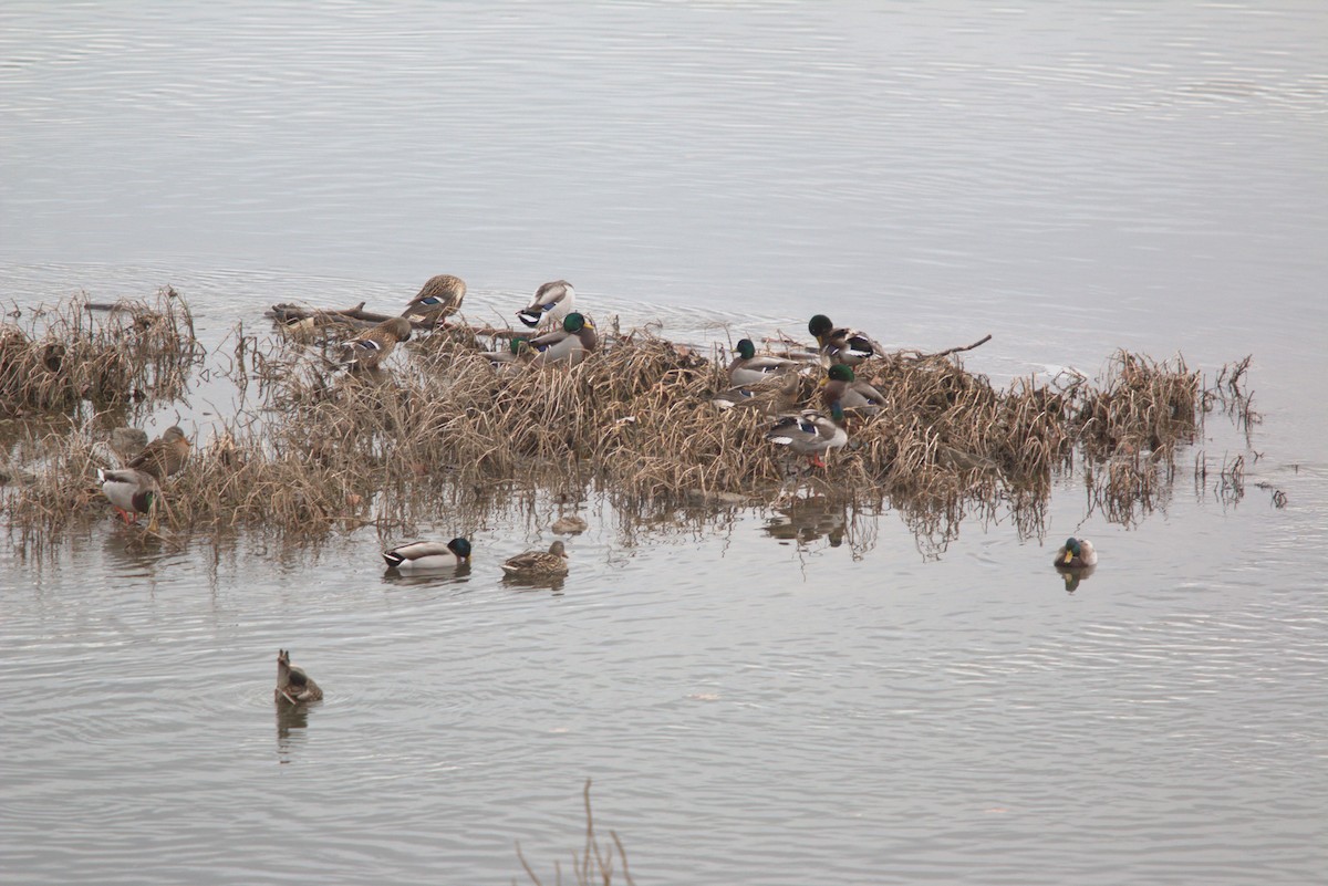 Canard colvert - ML641883402