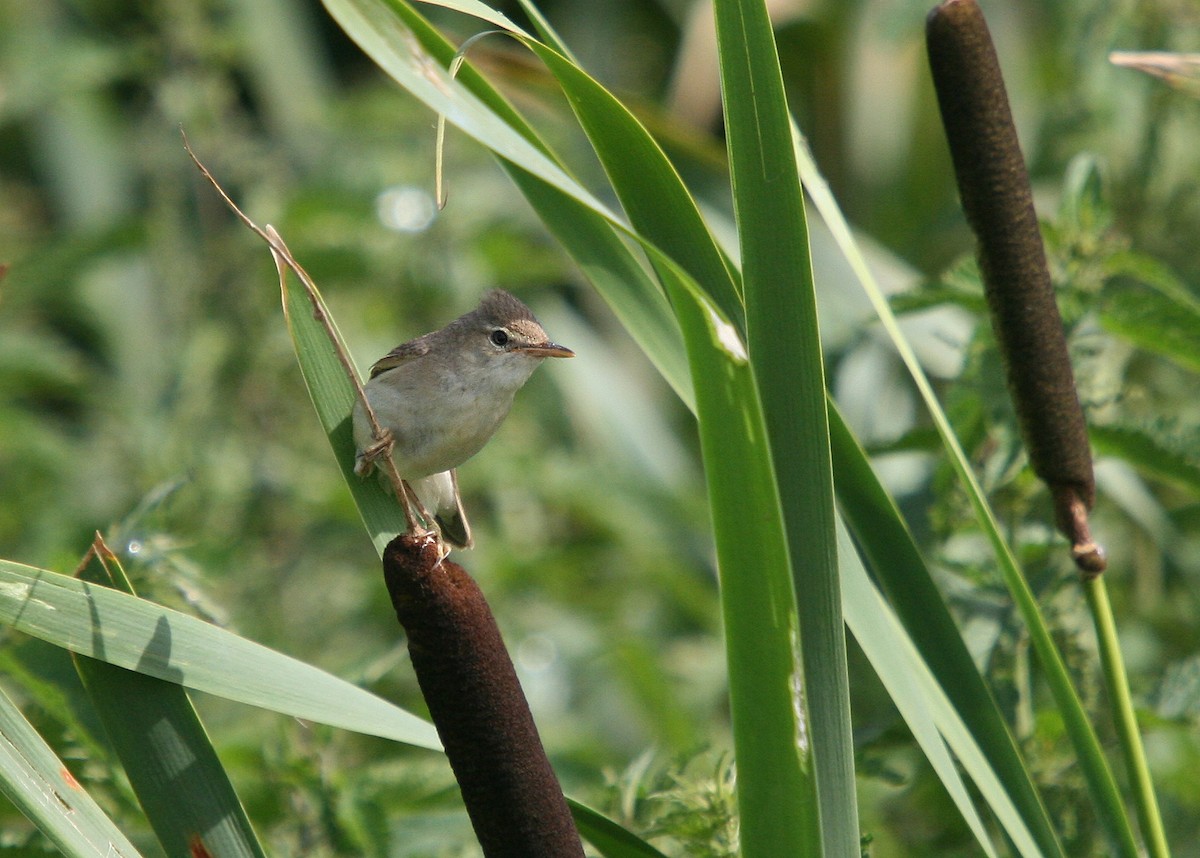 Marsh Warbler - Christoph Moning