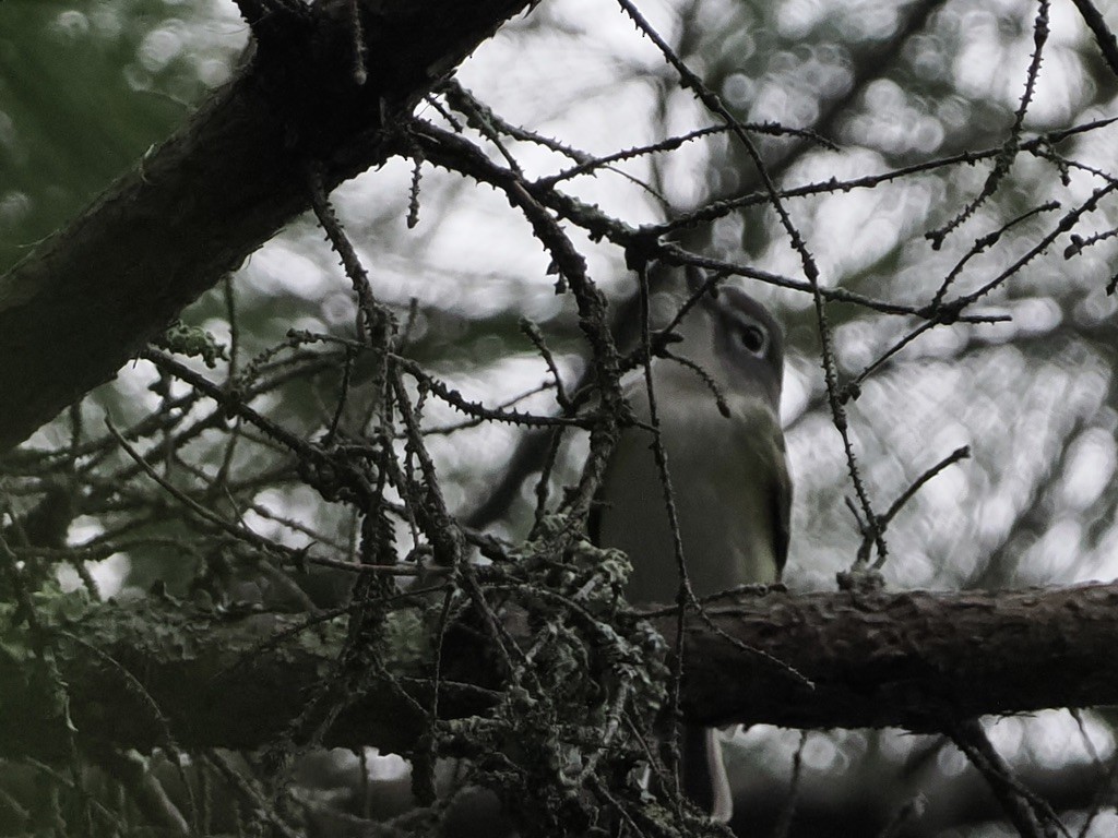 Blue-headed Vireo - ML641883413