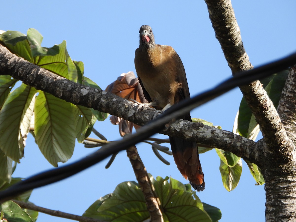 Rufous-vented Chachalaca - ML641883424
