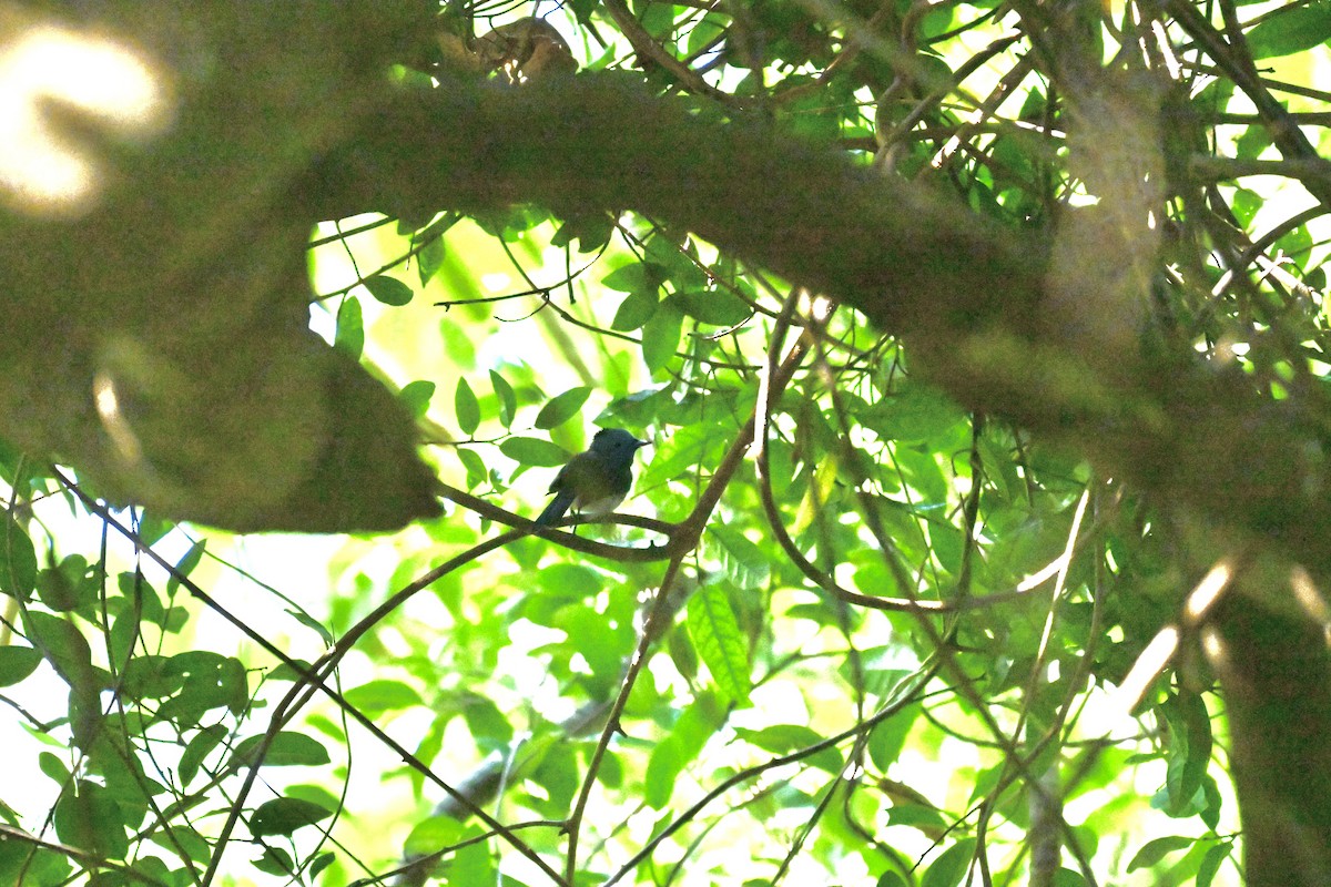 Schwarznackenmonarch - ML641883433