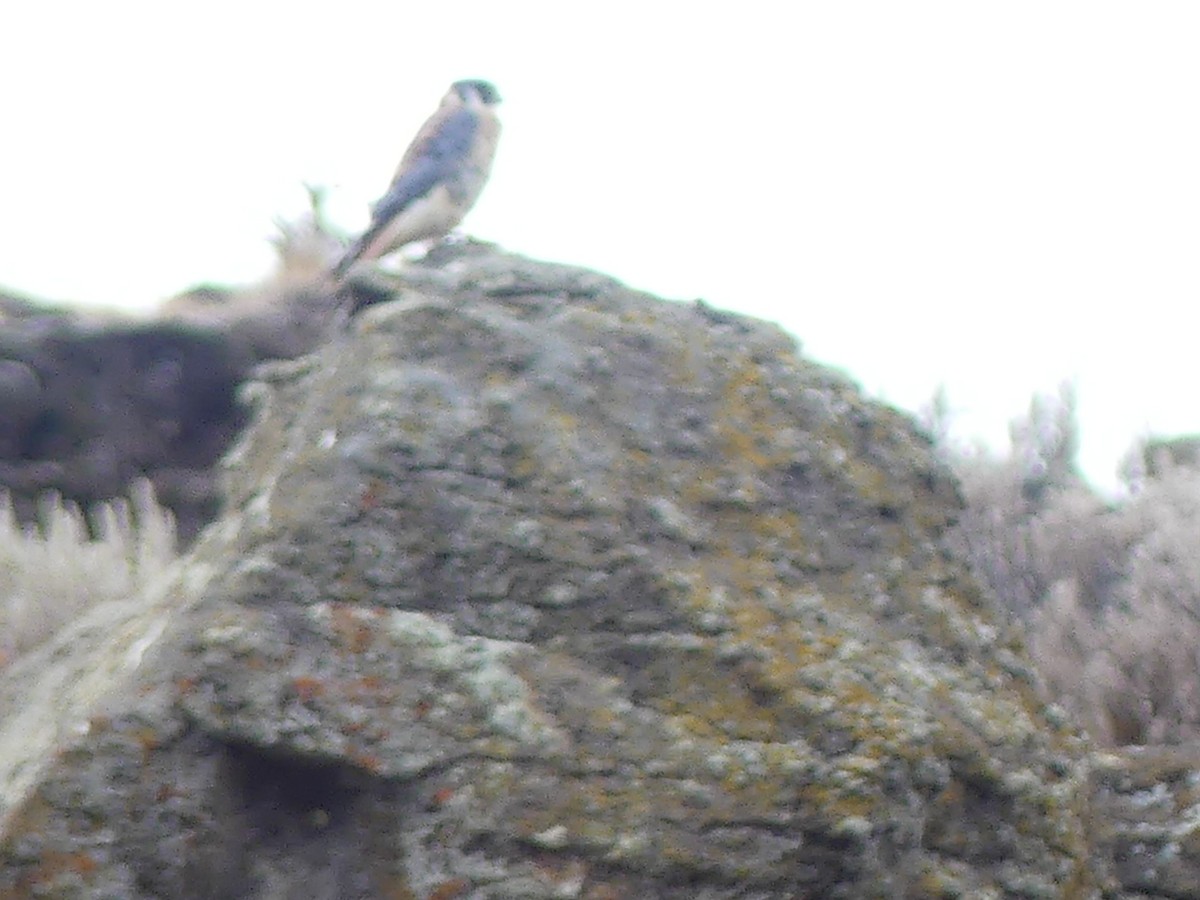 アメリカチョウゲンボウ - ML641883436