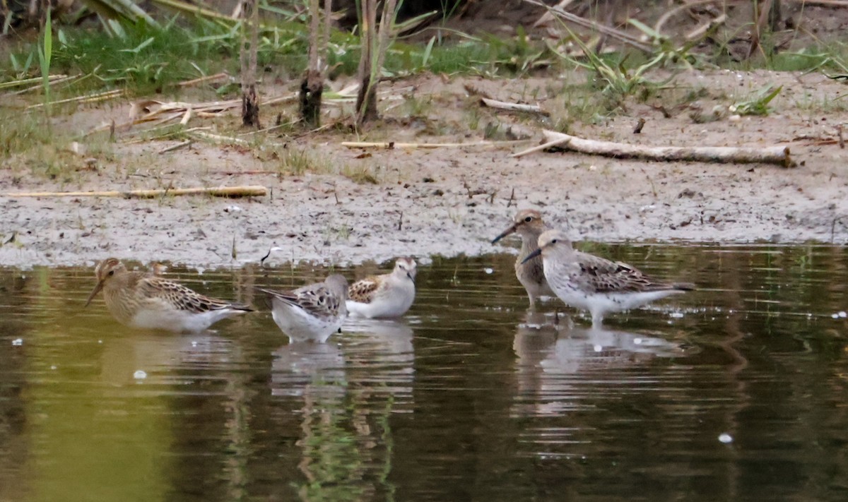 Pectoral Sandpiper - ML641883451