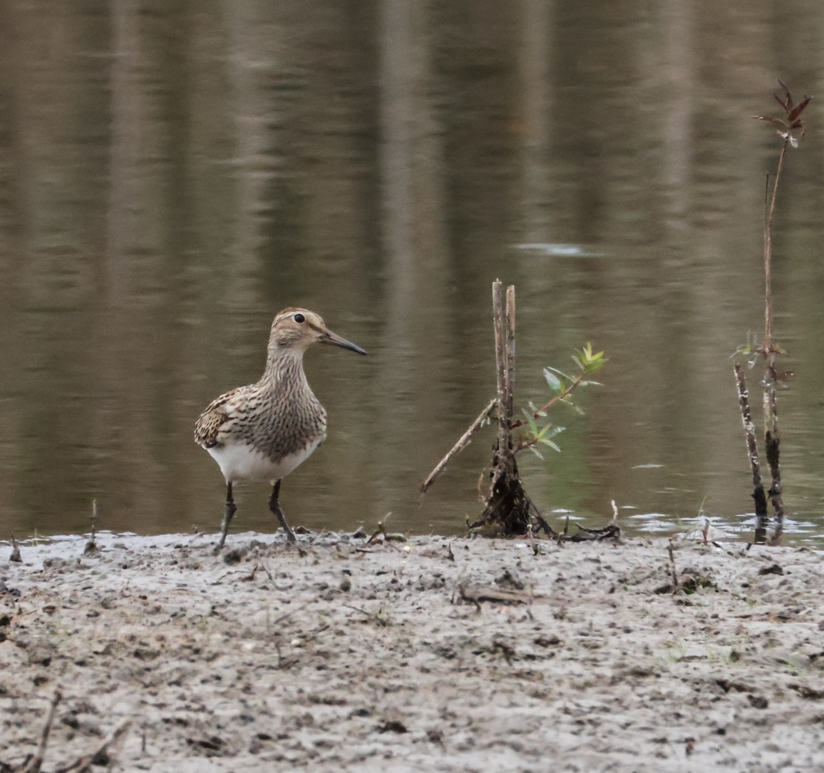 Pectoral Sandpiper - ML641883452