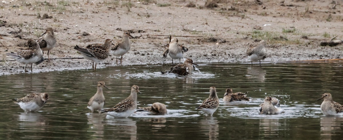 Pectoral Sandpiper - ML641883453
