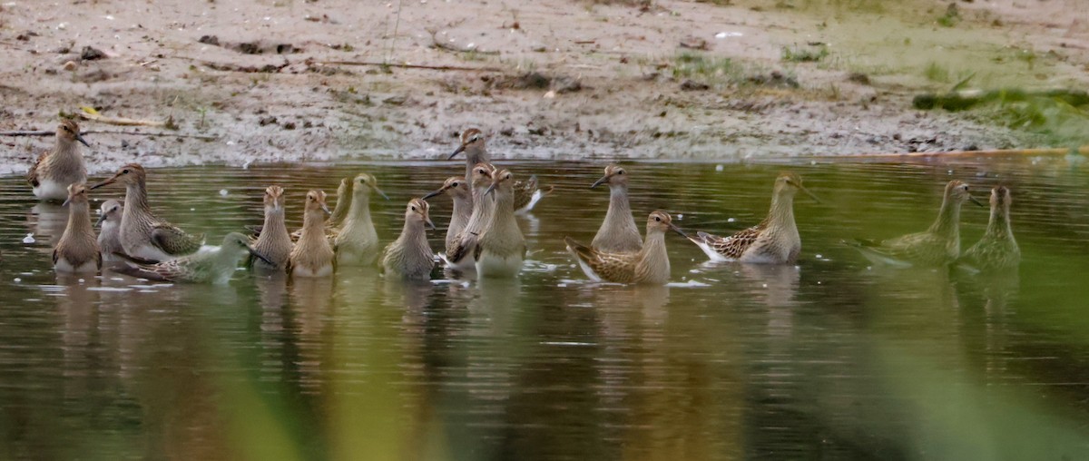 Pectoral Sandpiper - ML641883454