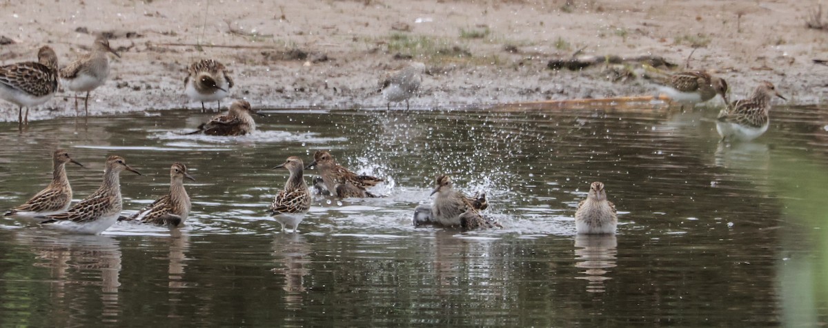 Pectoral Sandpiper - ML641883456
