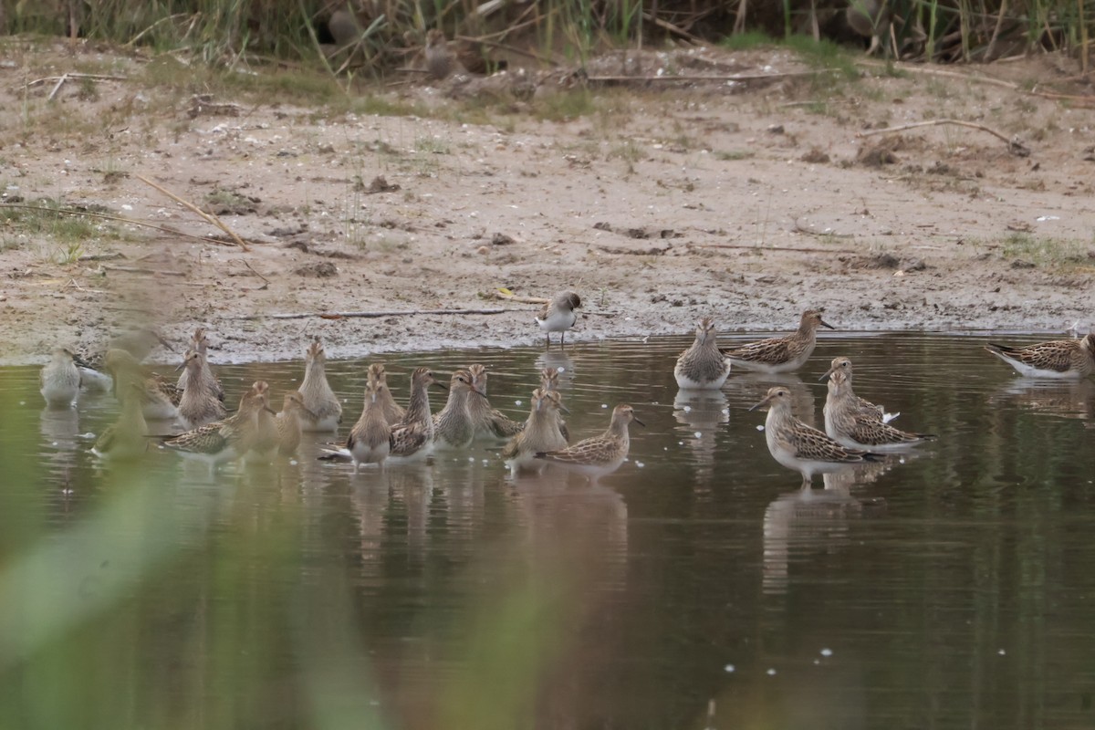 Pectoral Sandpiper - ML641883457