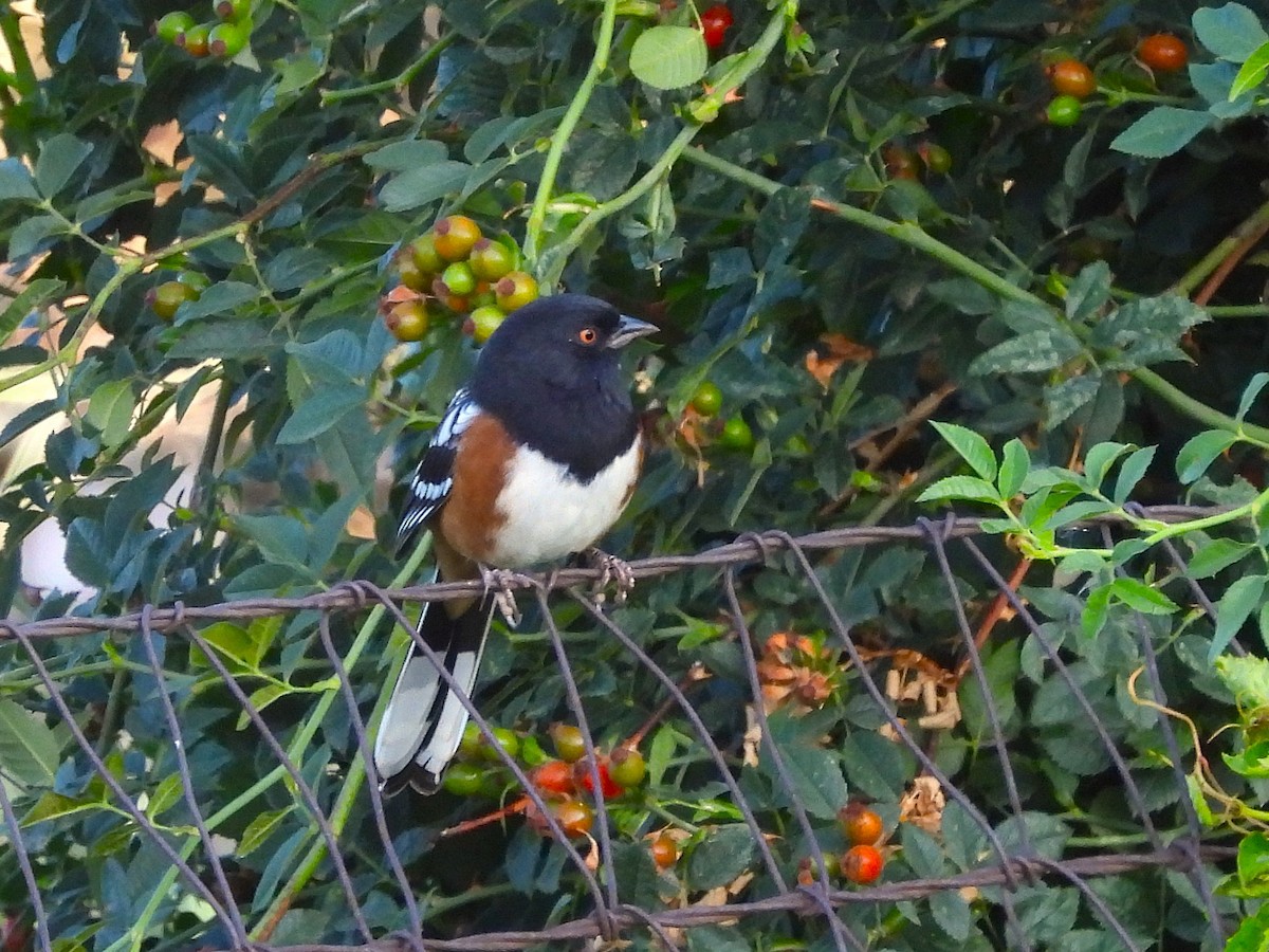 Spotted Towhee - ML641883460