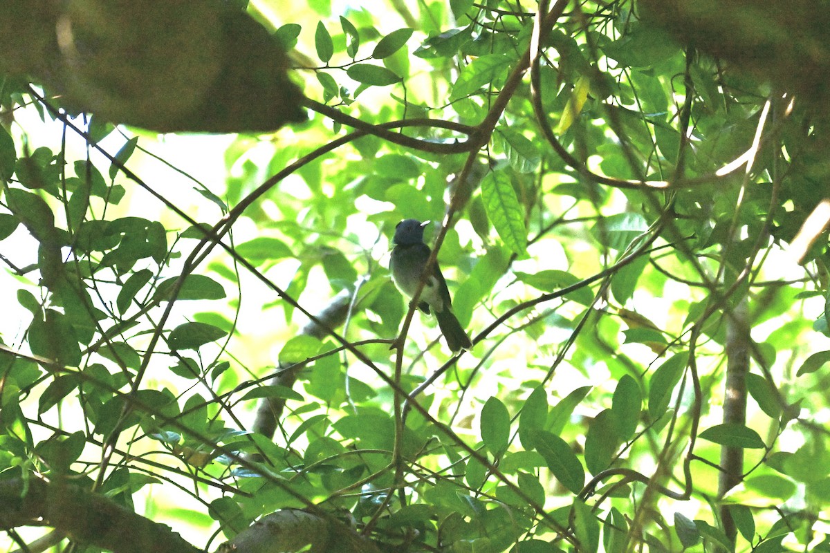 Schwarznackenmonarch - ML641883469