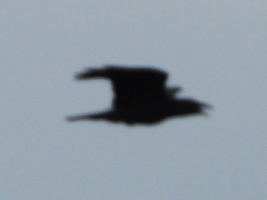 Common Raven - ML641883474