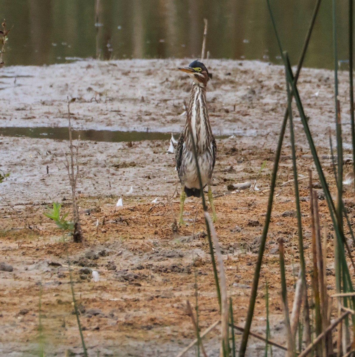 Green Heron - ML641883487