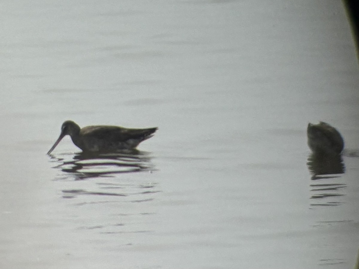 Hudsonian Godwit - ML641883489