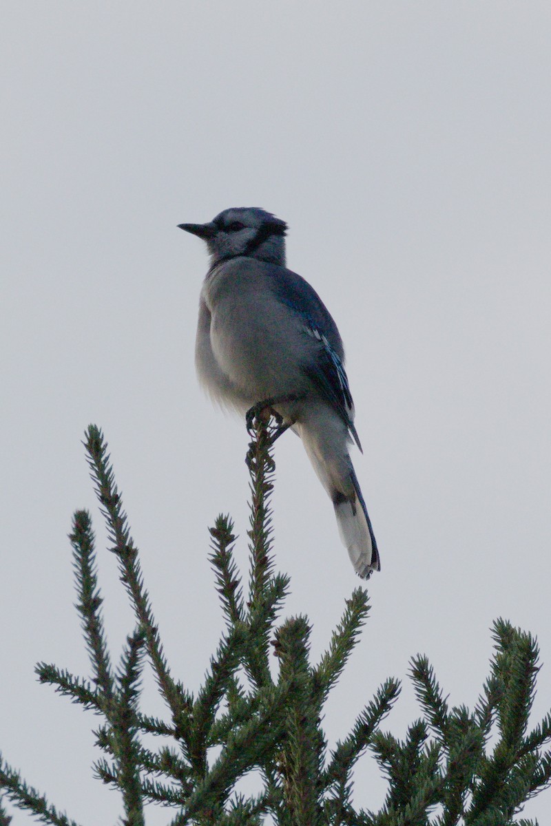 Blue Jay - ML641883497