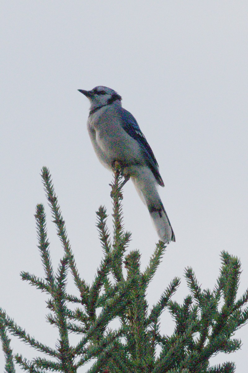 Blue Jay - ML641883501