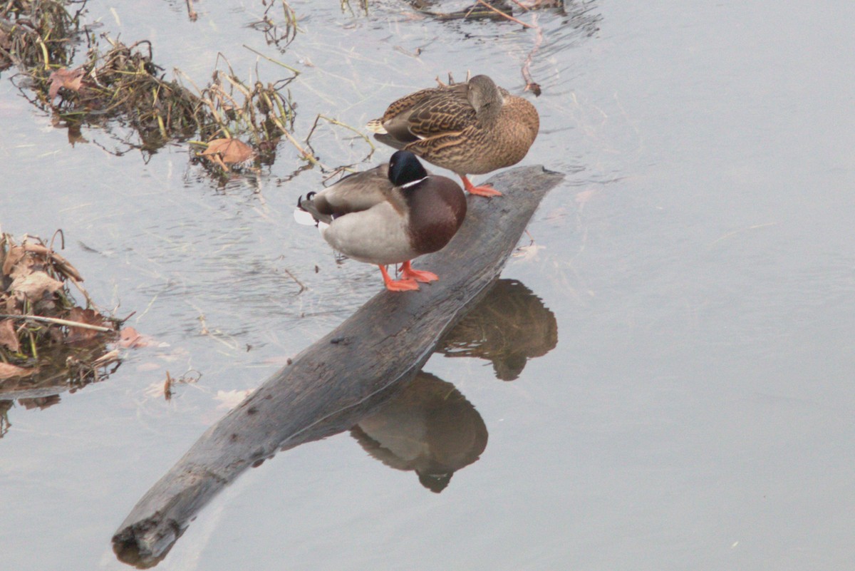 Canard colvert - ML641883510
