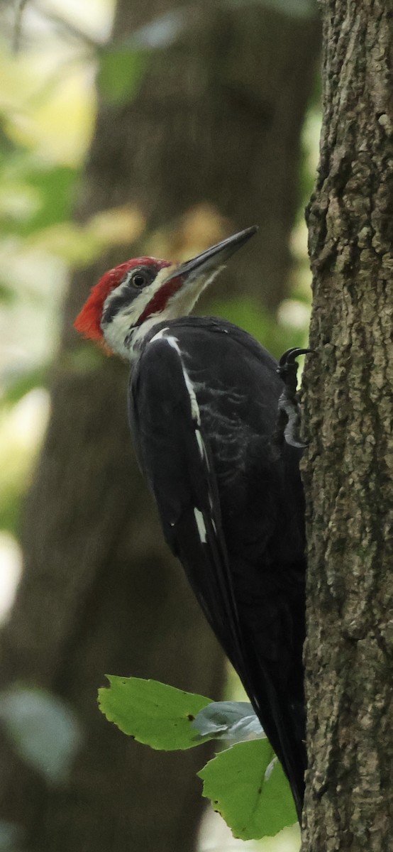 Pileated Woodpecker - ML641883523