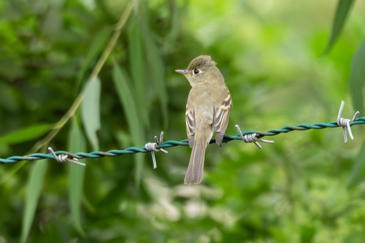 Western Flycatcher - ML641883528