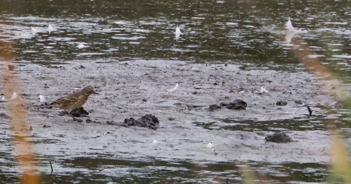 American Pipit - ML641883529