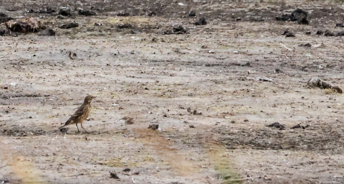 American Pipit - ML641883530