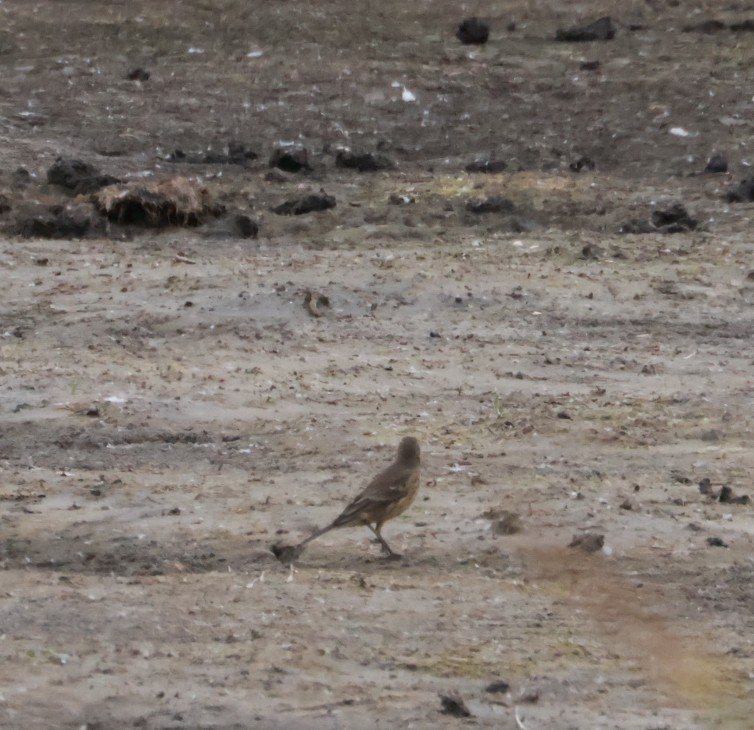 American Pipit - ML641883531