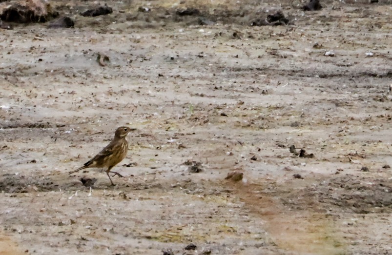 American Pipit - ML641883532