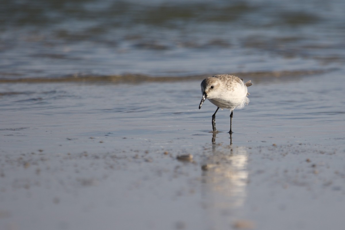 tanımsız küçük kumkuşu (Calidris sp.) - ML641883535